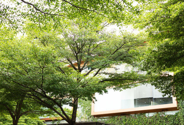 植物装饰种植在建筑物内外。环境友好型图片下载