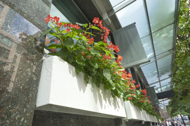 明亮的花朵和树木排列在市中心的人行道上图片下载