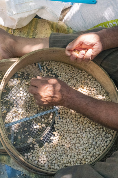 用老式筛子筛鹰嘴豆的人。图片下载