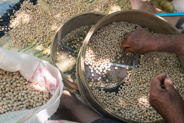 用老式筛子筛鹰嘴豆的人。图片下载
