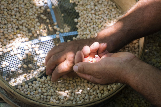 用老式筛子筛鹰嘴豆的人。图片下载