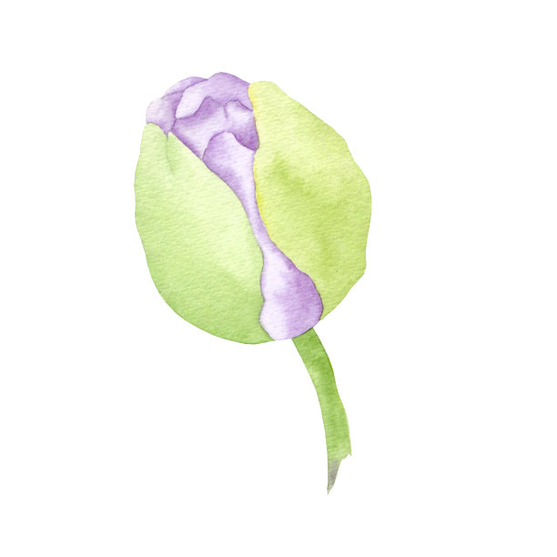 牡丹分离在白色背景上的水彩画闭合芽。牡丹花蕾剪纸。手绘花蕾插画。图片下载