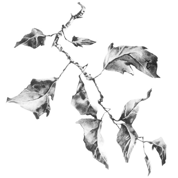 有干叶子的嫩枝图片下载