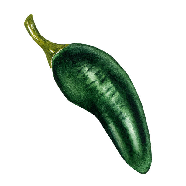 墨西哥绿辣椒水彩插图孤立在白色背景。图片下载