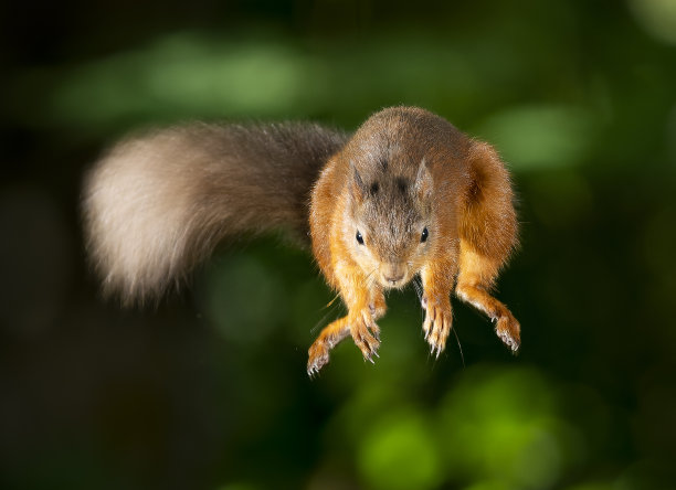 红松鼠跳跃图片下载