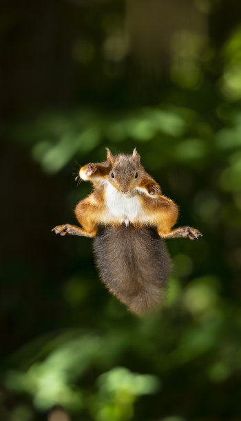 红松鼠跳跃图片下载