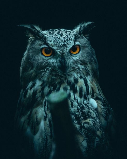 垂直戏剧性肖像的欧亚鹰鸮(Bubo Bubo)，也被称为Uhu与野生的棕色眼睛图片下载