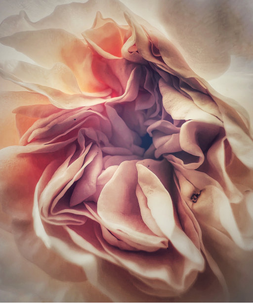 柔和的玫瑰图片下载