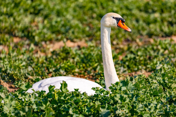 冬日的阳光下，一只孤独的沉默的天鹅坐在卷心菜菜地里图片下载