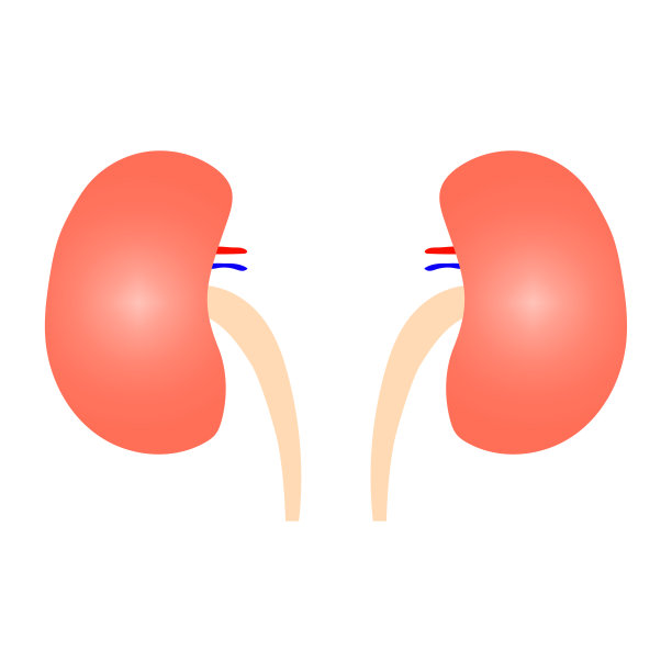 卡通风格的人体肾脏。矢量插图。股票的形象。图片下载