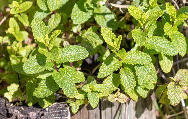 薄荷是一种药用芳香植物。图片下载