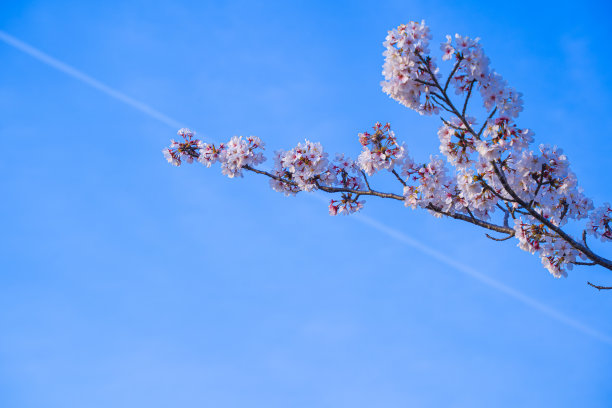 樱花图片下载