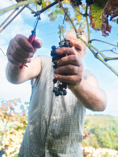 在意大利中部的葡萄酒农场收割有机葡萄的白人农民图片下载