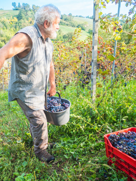 在意大利中部的葡萄酒农场收割有机葡萄的白人农民图片下载