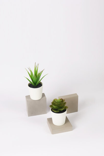 自然盆栽多肉植物在白色花盆上的生混凝土水泥石头在白色背景和旗帜与绿色仙人掌和仙人掌被称为世纪植物和沙漠中的石蜡图片下载