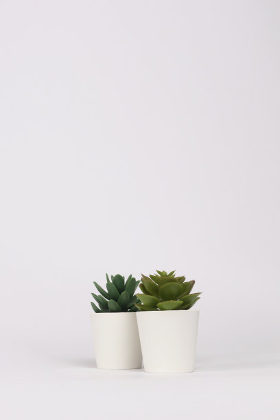 白色的花盆，白色背景的横幅，绿色的仙人掌和仙人掌，自然盆栽多肉植物被称为厚植和石斛在沙漠图片下载