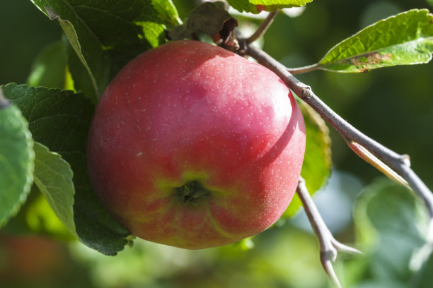 树上有成熟的苹果图片下载