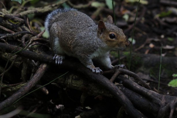 森林里的一棵树底下，一只野松鼠图片下载