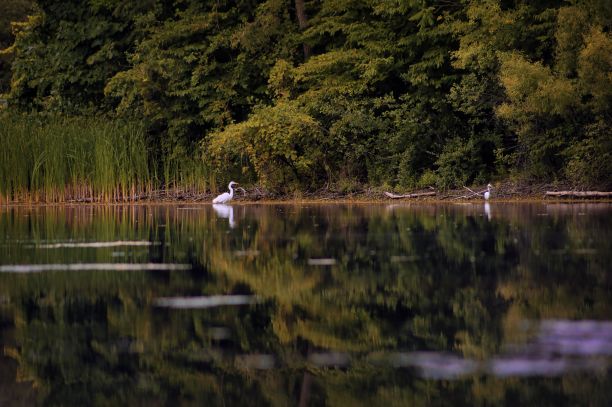 倒影是河上的树木和白色的鸭子图片下载