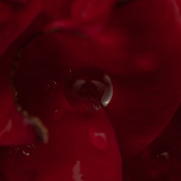 玫瑰花蕾上有水滴的特写镜头图片下载