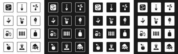在盆里种植玉米树，装满苹果铲图片下载