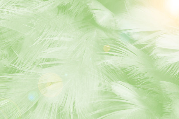 美丽的石灰浅绿色趋势羽毛纹理背景与轻耀斑图片下载