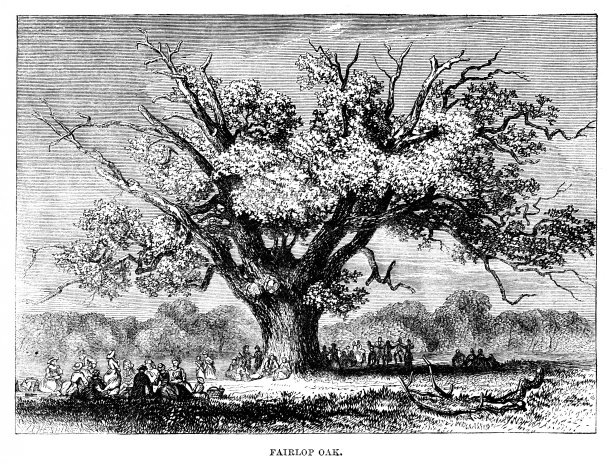 英国伦敦的费尔洛普橡树图片下载