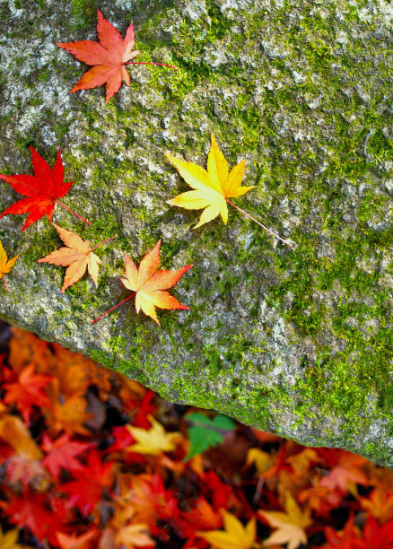 日式庭院中的彩色秋叶图片下载