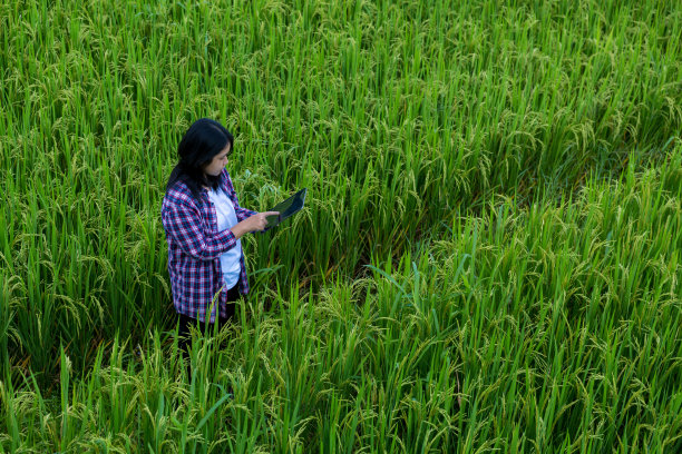 物联网的智能农业，物联网的概念。农业和现代技术被用来管理作物。分析洞见，如天气，土壤条件和环境。作物稻田图片下载