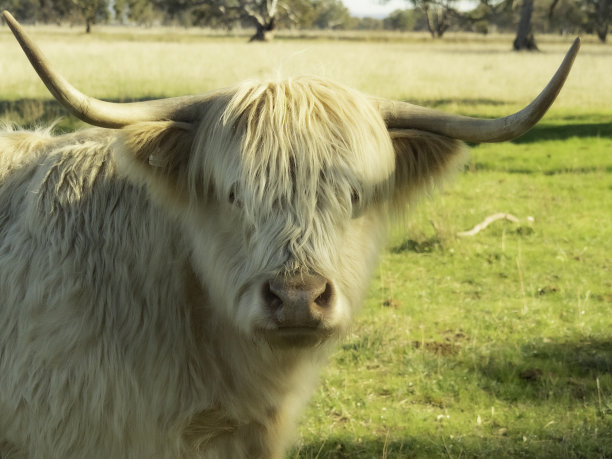 牛的脸图片下载