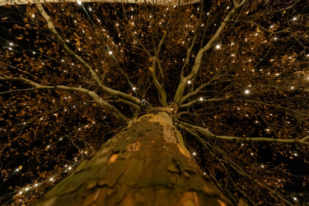 模板的圣诞背景。新年设计理念，无聚焦灯光和复制空间。抽象散景，特写摄影。用于庆祝和装饰的冷杉树图片下载