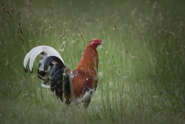 自由放养的鸡图片下载