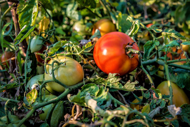 在花园里种植有机番茄图片下载