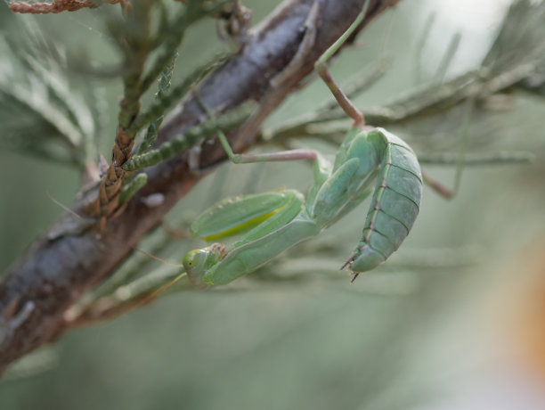夏天，一只绿色的大雌螳螂站在香喷喷的菩提树上。捕捉大型掠食性昆虫的宏观照片。节肢动物自然环境中的节肢动物图片下载