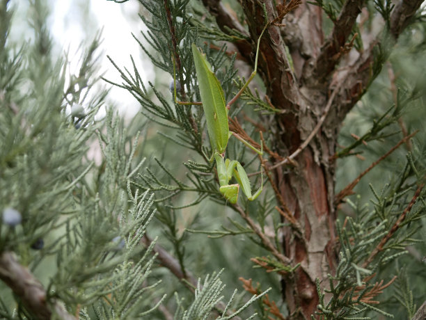 夏天，一只绿色的大雌螳螂站在香喷喷的菩提树上。捕捉大型掠食性昆虫的宏观照片。节肢动物自然环境中的节肢动物图片下载