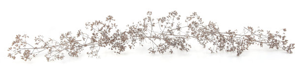 干燥的野生草地草或草本植物孤立在白色背景。图片下载