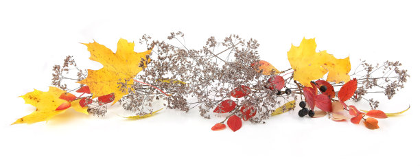 秋叶和干燥的野草或草本植物孤立在白色背景上。图片下载
