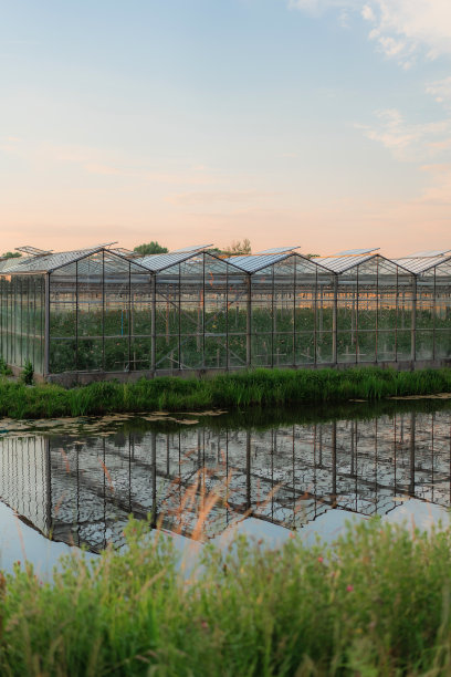 荷兰的温室图片下载