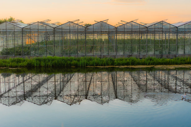 荷兰的温室图片下载