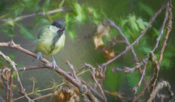 大山雀在树上图片下载