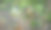 大山雀在树上图片下载