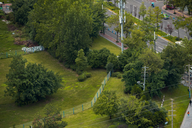成都和秋天的树图片下载