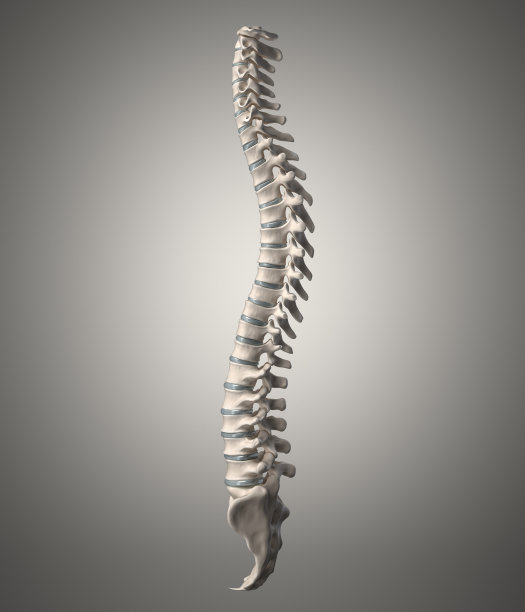 脊柱模型图片下载