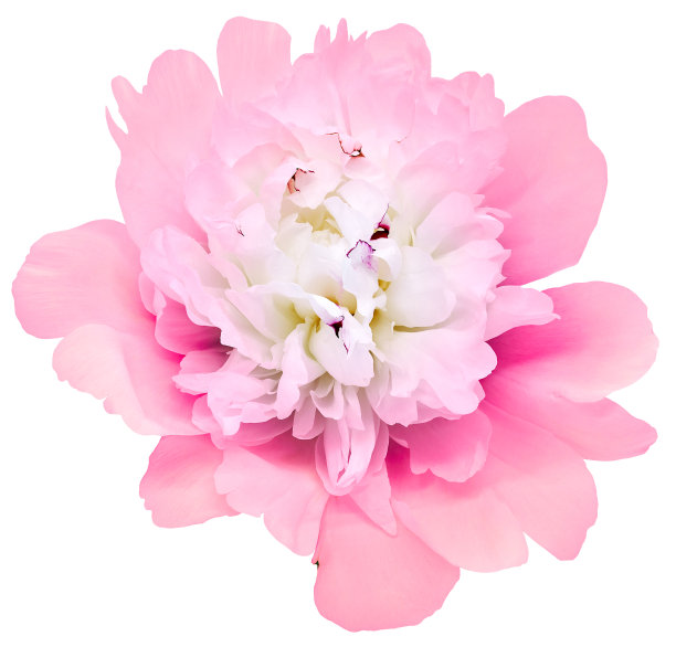 粉色牡丹花在白色孤立的背景与修剪路径。特写镜头。为设计。大自然。图片下载