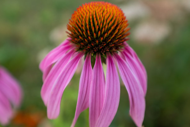 粉红色的紫锥菊花花瓣在绿色的背景。盛开的紫锥菊为海报，品牌，日历，多色卡片，横幅，封面，帖子，网站。高质量的照片图片下载