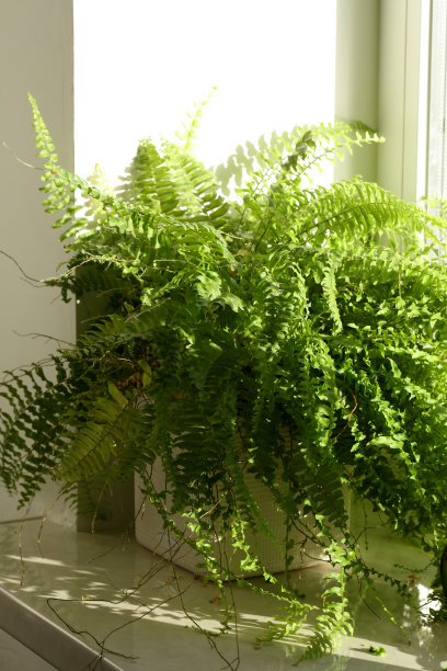 阳光下窗台上的蕨类植物的照片图片下载