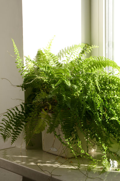 阳光下窗台上的蕨类植物的照片图片下载