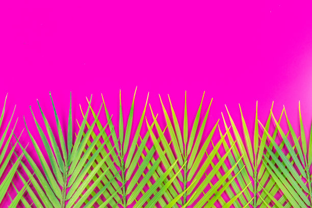 热带绿色的树叶在明亮的紫红色背景，复制空间图片下载