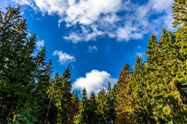 步行到伊尔梅诺附近的Kickelhahn观景台图片下载