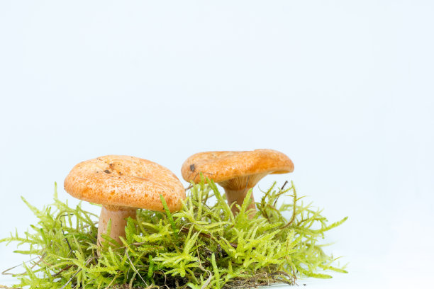 藏红花乳帽菇，科学乳酸菌在白色背景与复制空间。图片下载